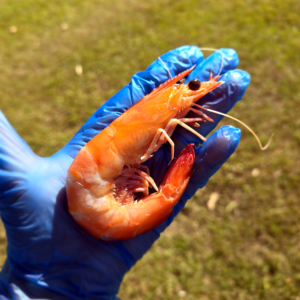 Mooloolaba King Prawns (cooked)